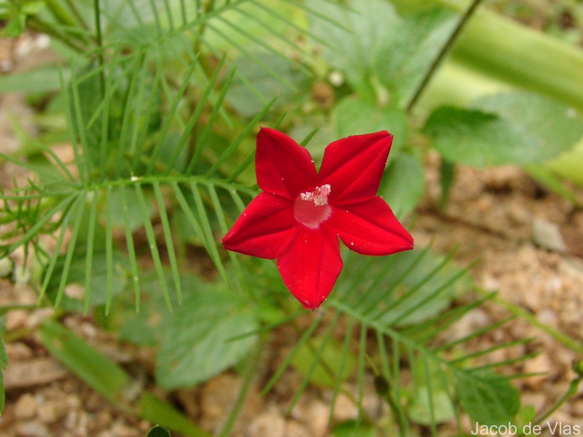 Ipomoea quamoclit L.